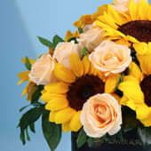 Blooms Wrapped in the Golden Hues of Sunrise