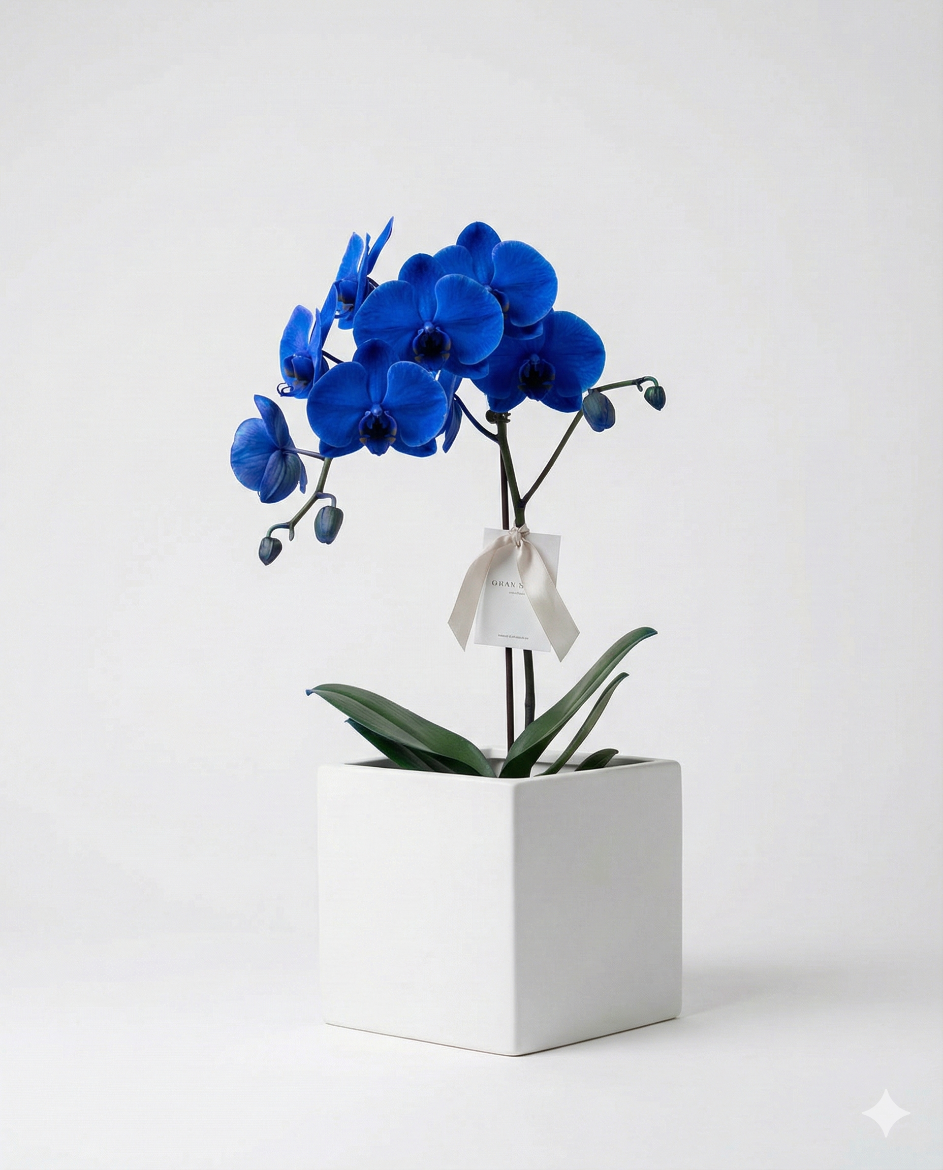 Modern Blue Phalaenopsis Orchid Gift in White Planter