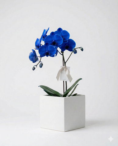 Modern Blue Phalaenopsis Orchid Gift in White Planter