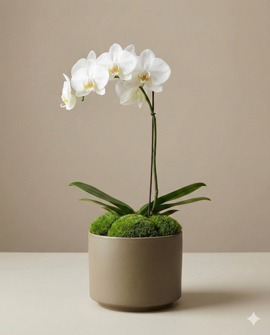 White Orchid Plant in Minimalist Pot - Zen Gift